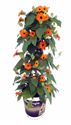 Bild von KP19 Thunbergia  piramide Orange